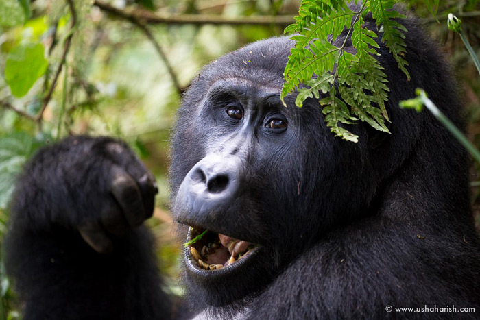 silverback-gorilla-of-mubare-family