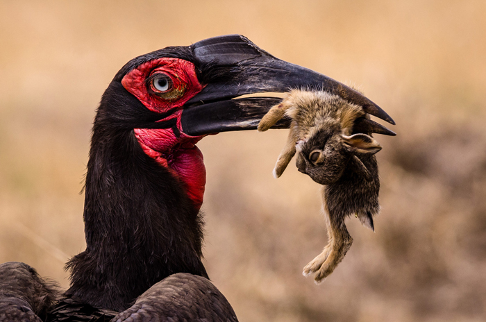 the-hornbill-and-the-hare-in-the-serengeti-william-wallden--africa-geographic-photographer-year-2016
