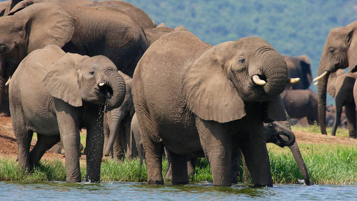 elephant-uganda