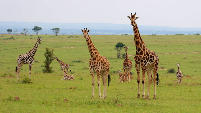 Rothschild-giraffe-uganda