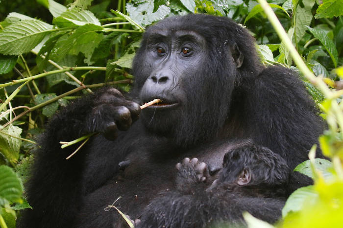Uganda2016-Gorilla-Mom-Infant