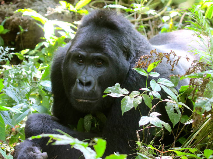 Uganda2016-Gorilla-Silverback