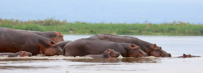 Uganda-Hippos
