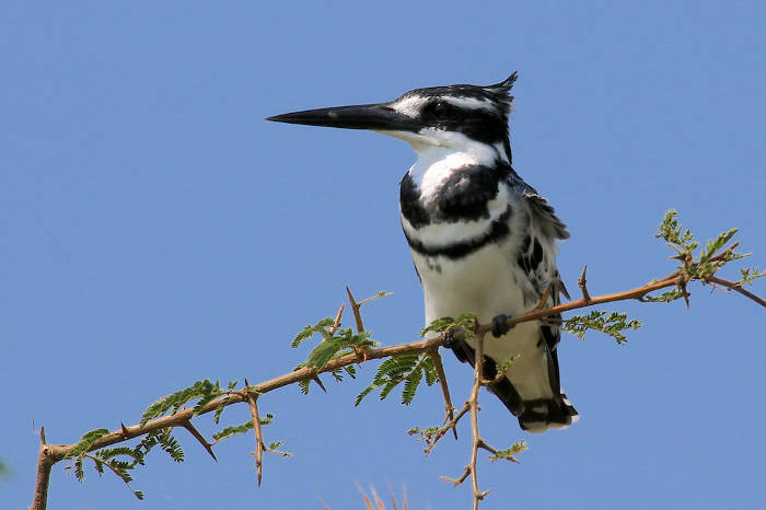 pied-kingfisher-uganda