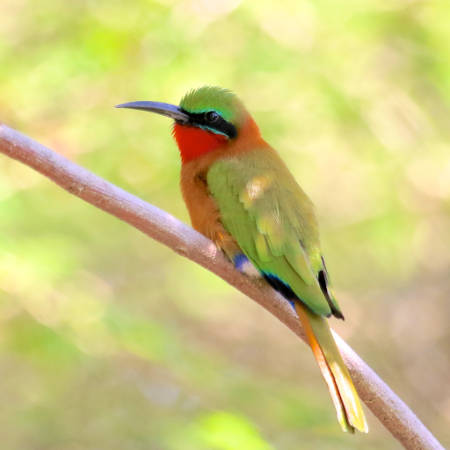 bee-eater-uganda