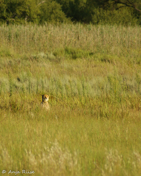 cheetah-big-five-marathon cheetah-big-five-marathon
