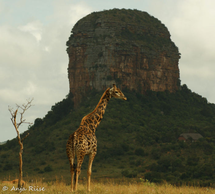 giraffe-big-five-marathon giraffe-big-five-marathon