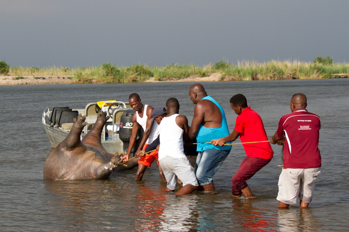 hippo-poaching-okavango