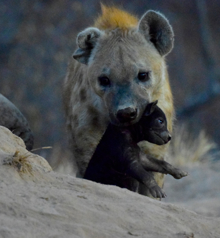 hyena-cub