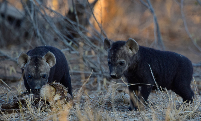 hyena-cubs