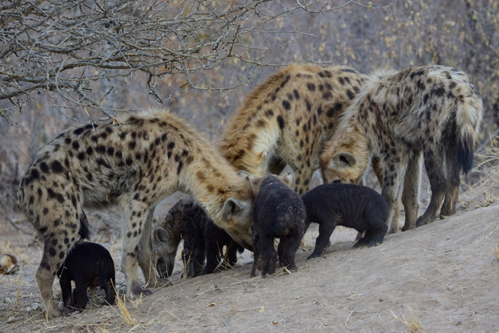 Hyena clan