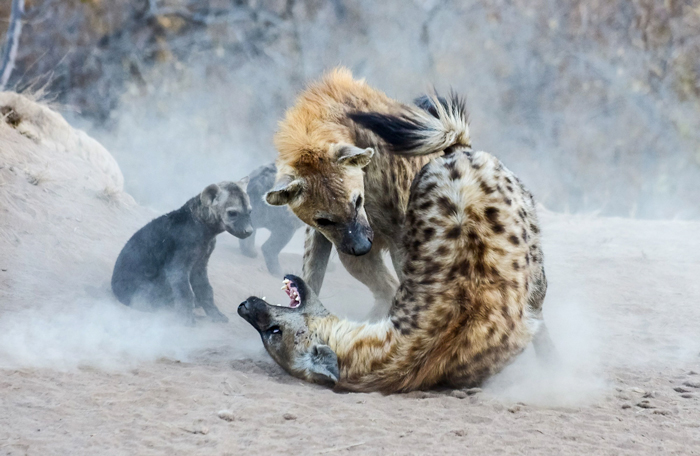 hyenas-playing