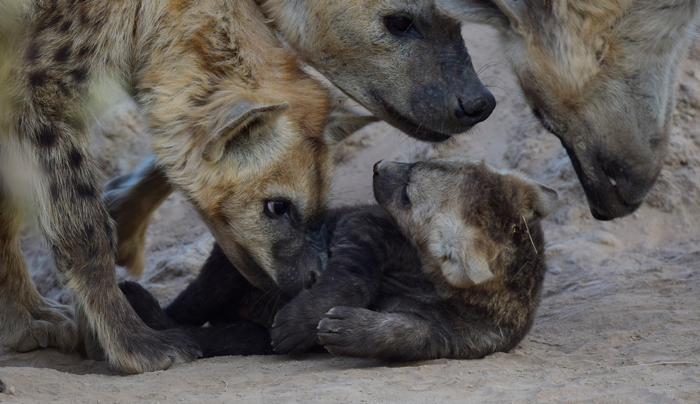 hyenas-with-cub