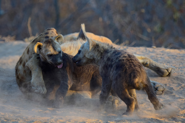Hyena cubs 