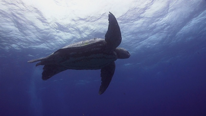 A Prehistoric Giant Of The Oceans The Leatherback Turtle Africa