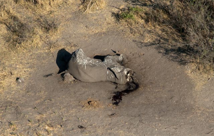 Poachers Kill 26 Elephants In Chobe National Park Conservation Action Trust