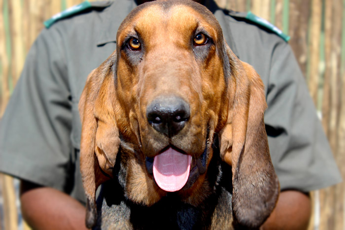 bloodhound-kruger