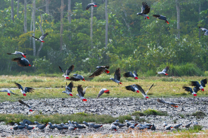 African grey parrots in flight in Odzala ©Dana Allen