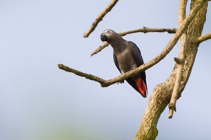 An African grey parrot in Odzala ©Dana Allen