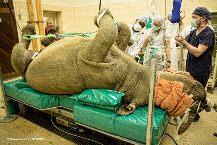 A rhino being prepared for surgery ©Susan Scott for STROOP