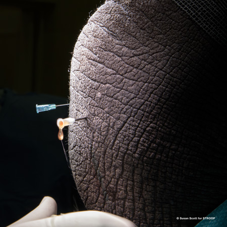 Fluid draining from a rhino's osteoarthritic knee at Onderstepoort in Pretoria ©Susan Scott for STROOP