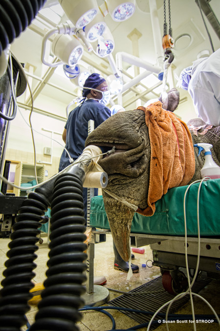 A young rhino bull on a respiratory system while being operated on at Onderstepoort in Pretoria ©Susan Scott for STROOP 