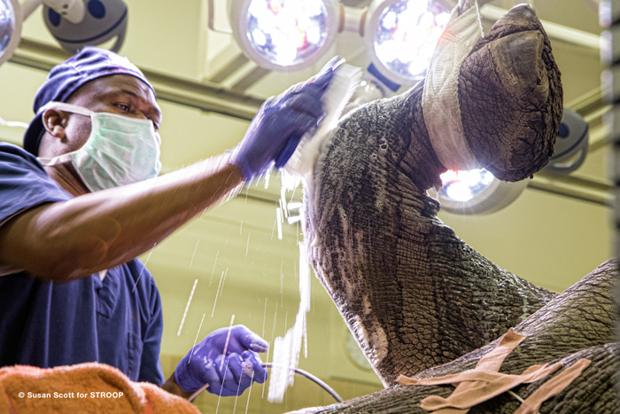 Rhinoceros knee joint being scrubbed down for surgery ©Susan Scott for STROOP