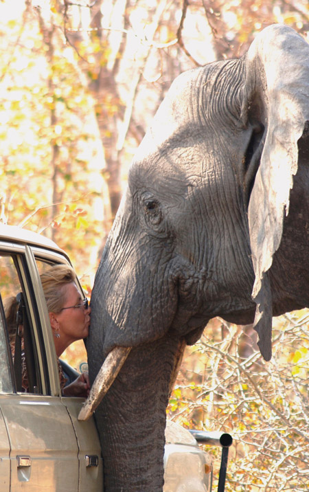 tender-moment-elephant-Africa
