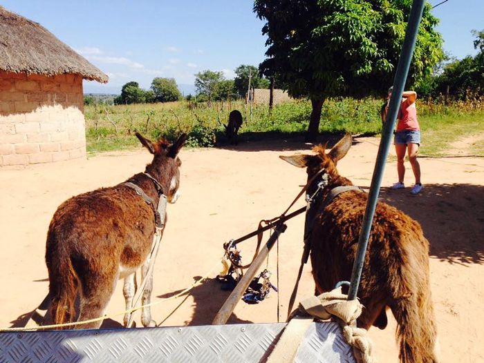 traditional-village-transport-donkey-cart