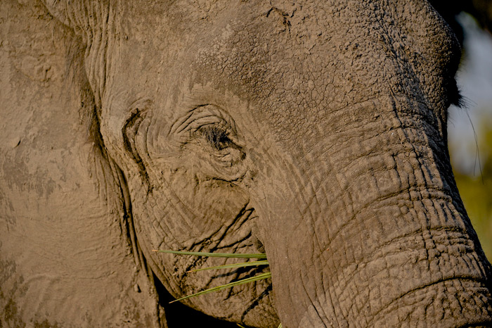 elephant-close-up-dex-kotze