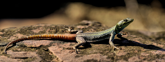 Kruger to Canyons Biosphere Region lizard