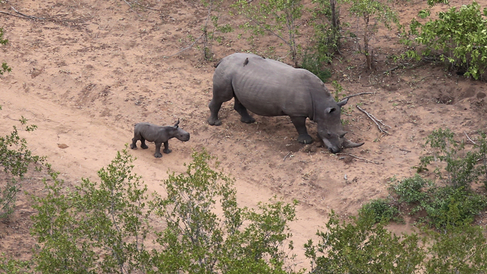 Keeping a watchful eye on rhinos ©Wynand Uys 