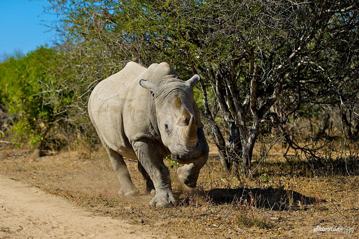white-rhinoceros-ceratotherium-simum-charge-south-africa