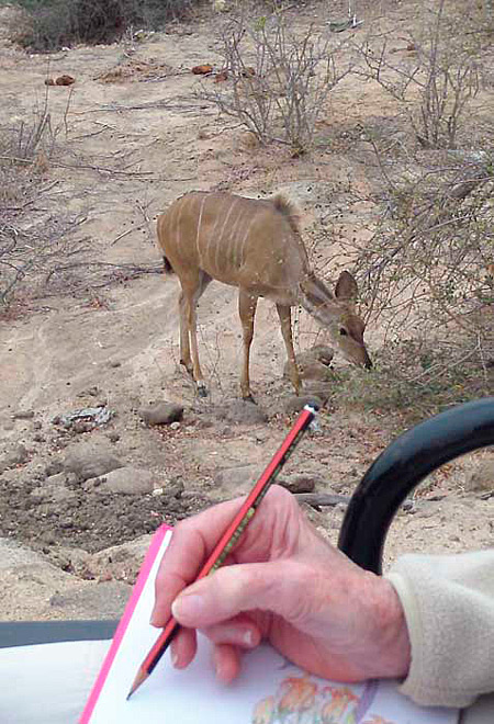 art-safari-drawinng-kudu