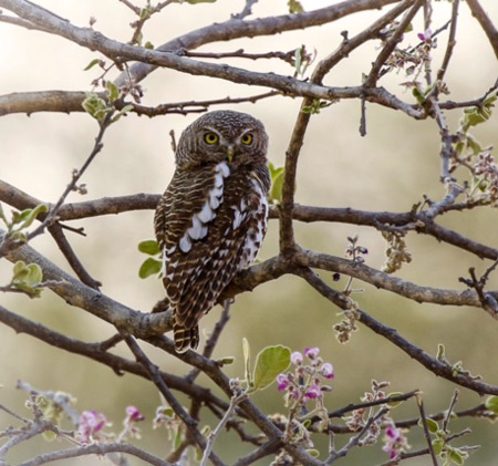 An Africa barred owl warming up for its crepuscular serenade ©Sarah Drake 