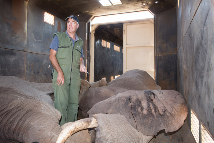 elephant-relocated-limpopo