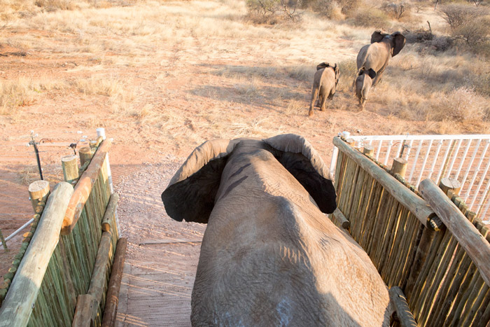 elephants-relocated