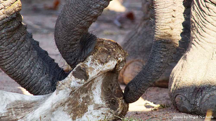 elephants-touching-bones