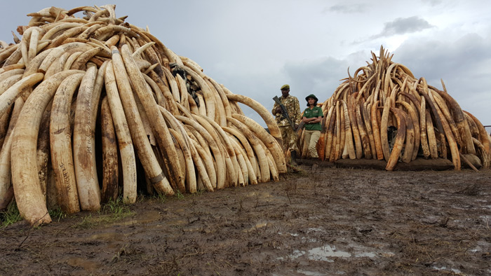ivory-stockpiles-kenya