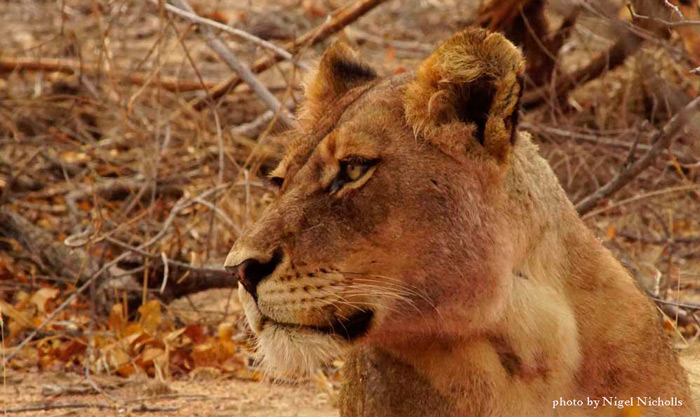 lioness-art-on-safari