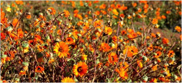 orange-daisies-elands-bay