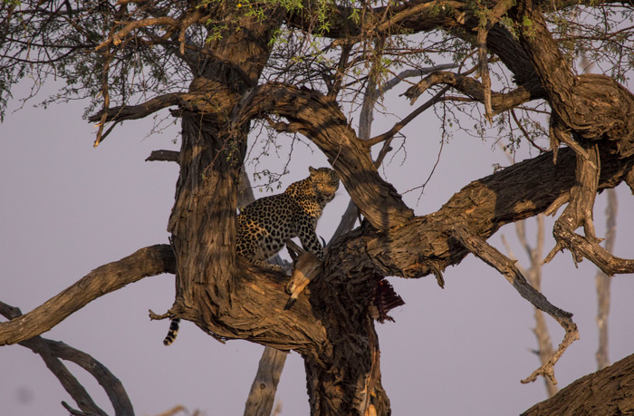 Kickstarting the safari in style by seeing a leopard in a camelthorn tree. ©Francois van Heerden