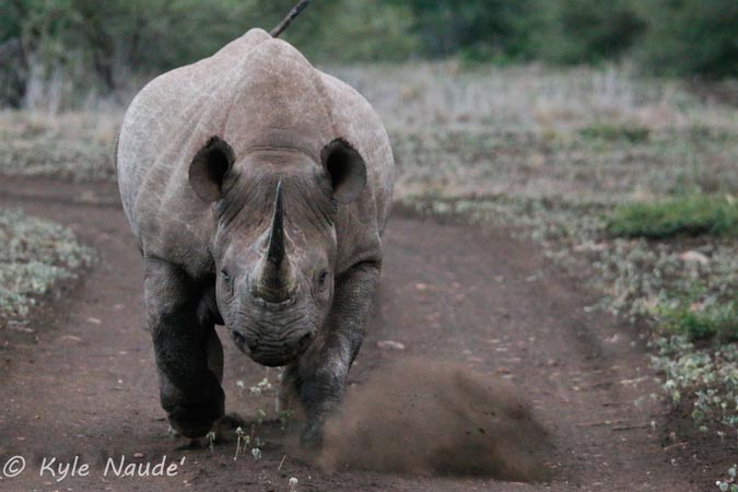 grumpy-rhino