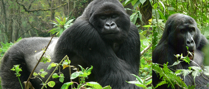 bwindi-gorilla bwindi-gorilla