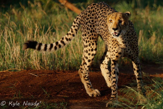 cheetah-prowl
