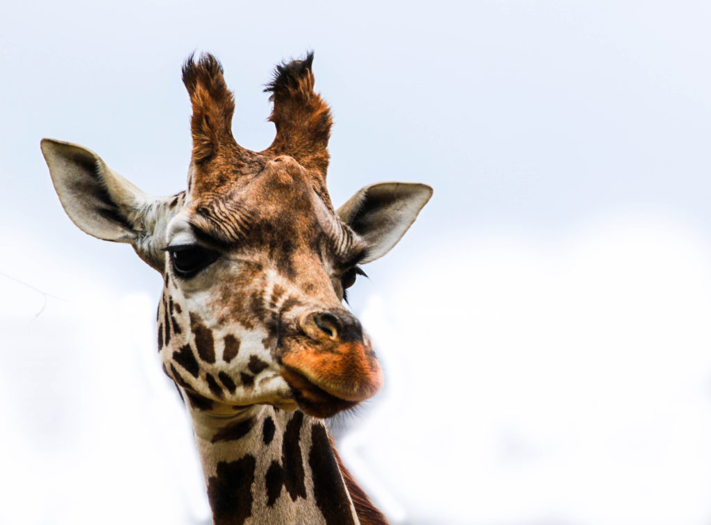 from-least-concern-to-vulnerable-giraffes-under-threat-africa