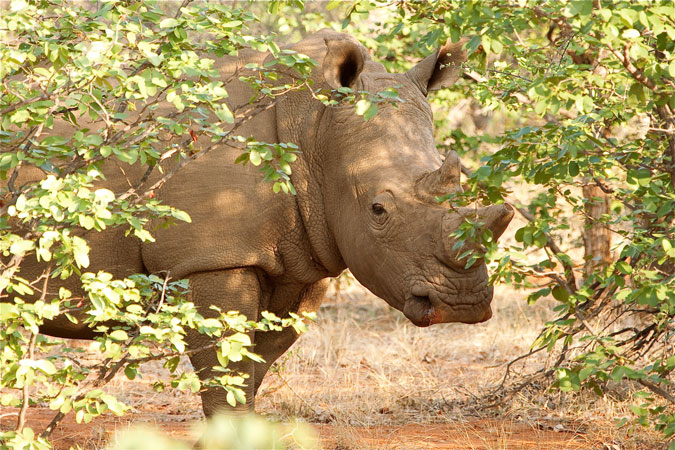 white-rhino-kruger-national-park