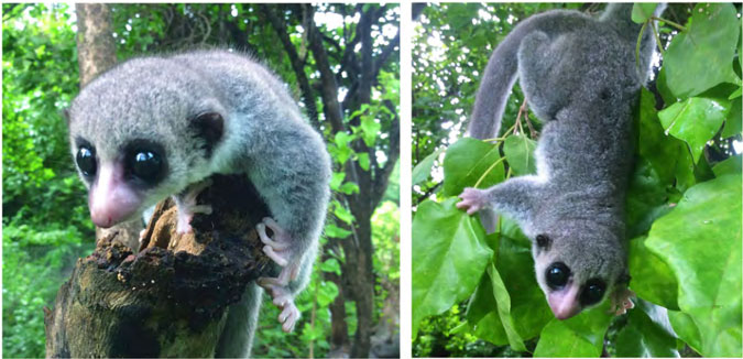 dwarf lemur new species Madagascar