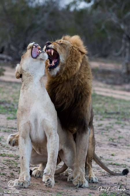 Video Lions On Honeymoon Africa Geographic 