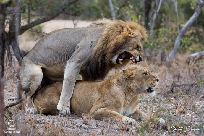 Video Lions On Honeymoon Africa Geographic 